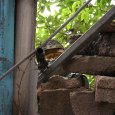 IMG_4996