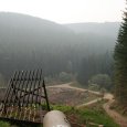 bryanskforestmay2008480bt1