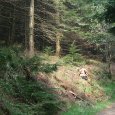 bryanskforestmay2008490ho8
