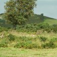 DSCF0817